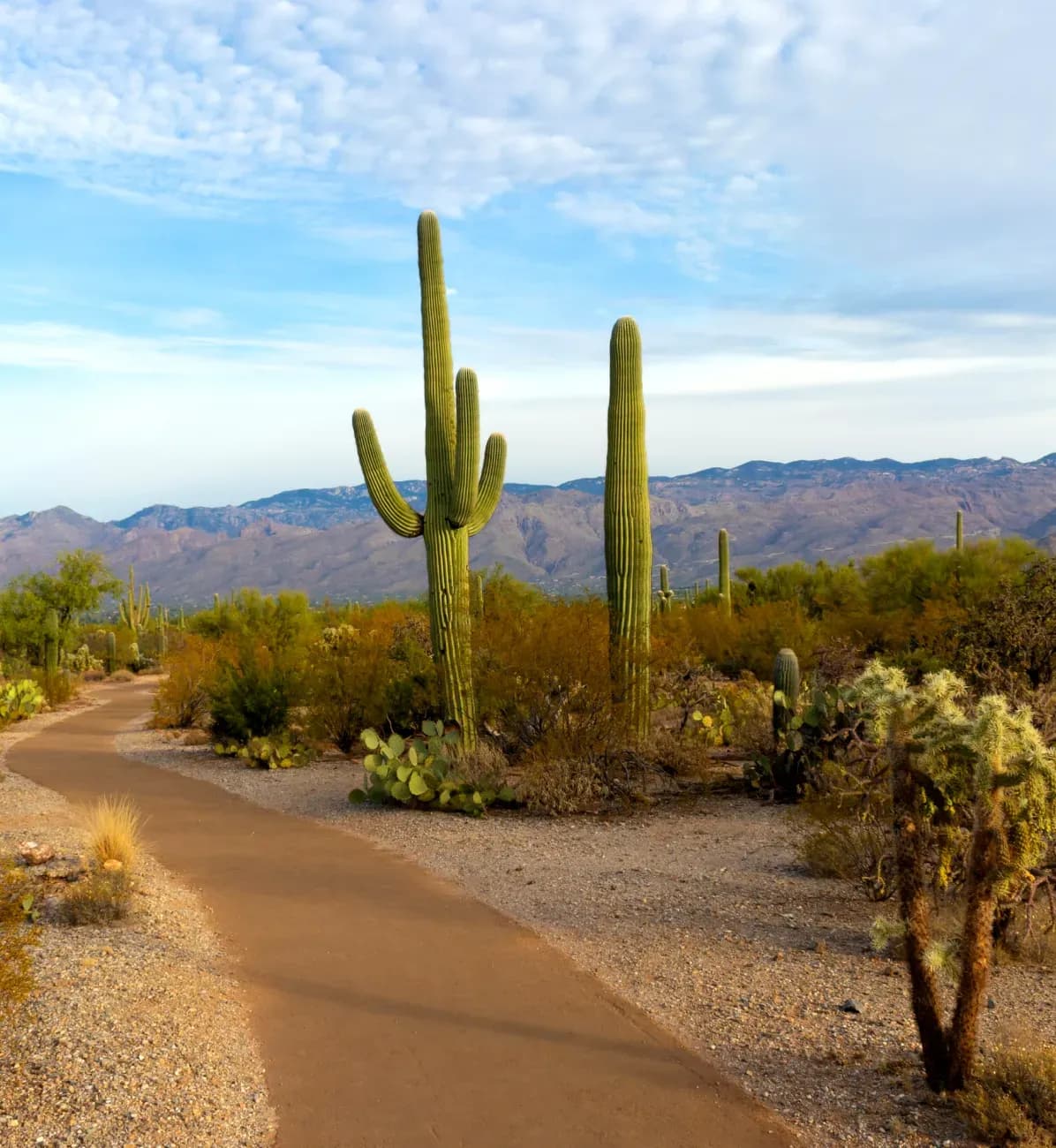 Vehicle registration services in Arizona